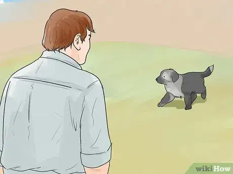 Imagen titulada Train Border Collies Step 27