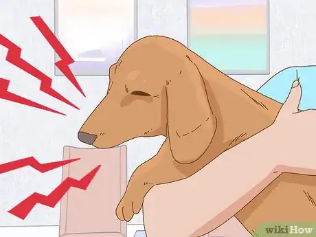 Imagen titulada Hold a Dachshund Properly Step 10