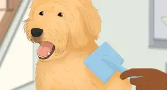 acicalar a un goldendoodle