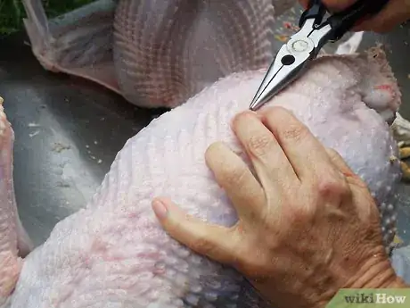 Imagen titulada Butcher and Remove the Pin Feathers of a Turkey Step 4
