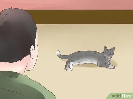 Imagen titulada Treat Epilepsy in Cats Step 10