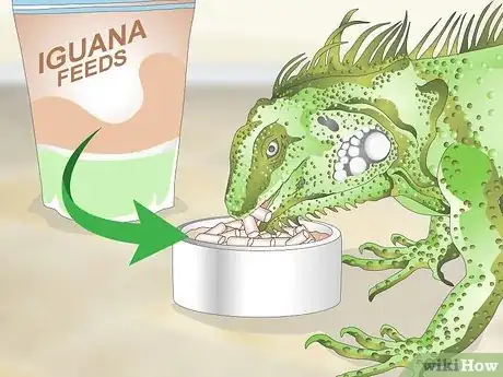Imagen titulada Care for an Iguana Step 12