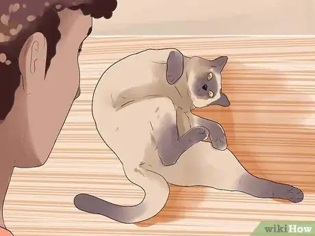 Imagen titulada Tell if Your Cat Is in Heat Step 6