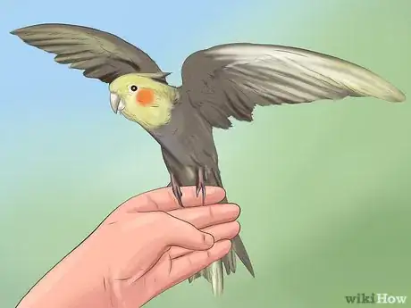 Imagen titulada Buy a Pet Cockatiel Step 4