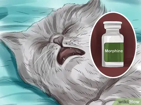 Imagen titulada Give Gabapentin to Cats with Cancer Step 12