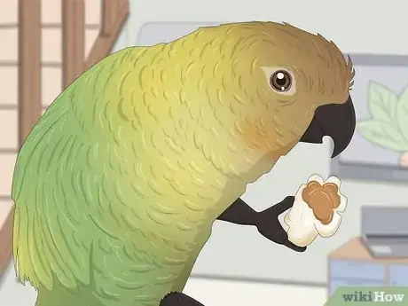 Imagen titulada Feed a Conure Step 5