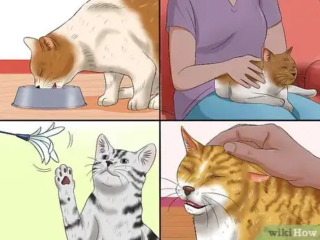 Imagen titulada Treat Conjunctivitis in Cats Step 7