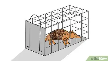 Imagen titulada Get Rid of Armadillos Step 4