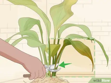 Imagen titulada Save an Overwatered Plant Step 12