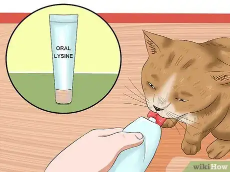 Imagen titulada Treat Conjunctivitis in Cats Step 8