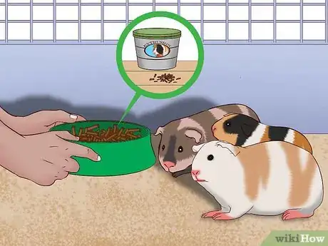 Imagen titulada Care for a Pregnant Guinea Pig Step 17