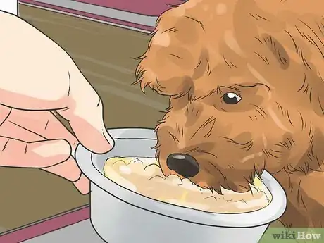 Imagen titulada Care for a Maltese Dog Step 12