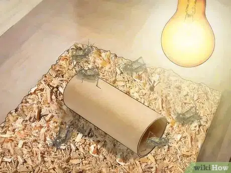 Imagen titulada Care for Live Crickets for Reptiles Step 3
