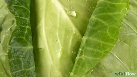 Imagen titulada Select and Store Cabbage Step 3