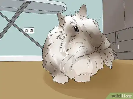 Imagen titulada Care for Lionhead Rabbits Step 8