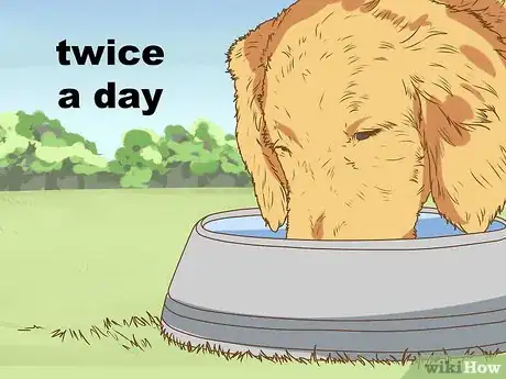 Imagen titulada Keep Birds Away from Dog Food Step 1