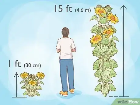 Imagen titulada Plant Sunflower Seeds Step 2