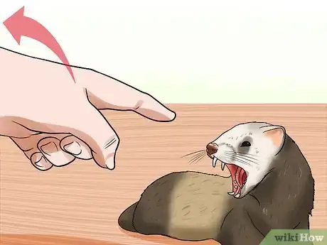 Imagen titulada Train a Ferret Not to Bite Step 9
