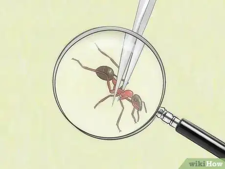 Imagen titulada Identify Ants Step 4
