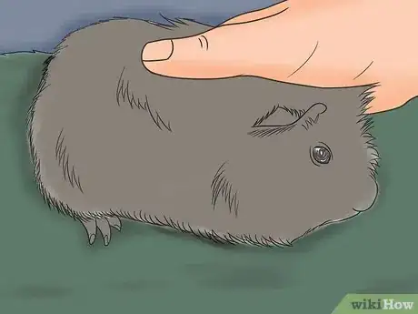 Imagen titulada Safely Transport Your Guinea Pigs in the Car Step 5