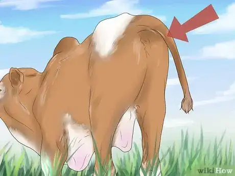 Imagen titulada Diagnose and Treat Scours in Calves Step 1