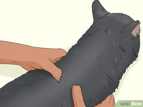 Imagen titulada Give Your Cat a Massage Step 18