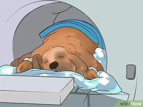 Imagen titulada Treat Anemia in Dogs Step 9