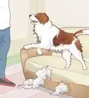 detener el mal comportamiento de un perro