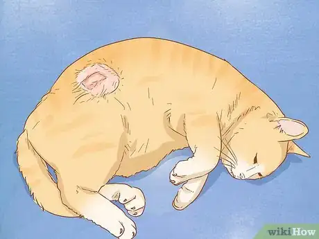 Imagen titulada Diagnose the Cause of a Swollen Abdomen in Cats Step 5