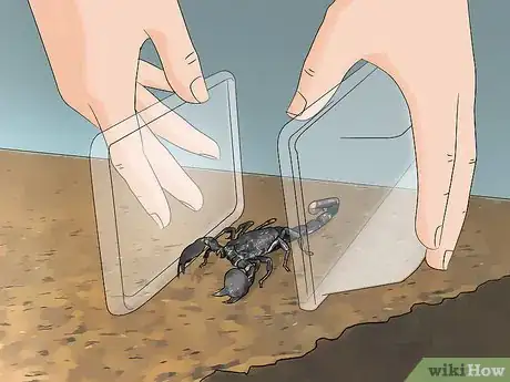 Imagen titulada Care for Emperor Scorpions Step 12