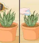 cuidar de una sansevieria o espada de san jorge