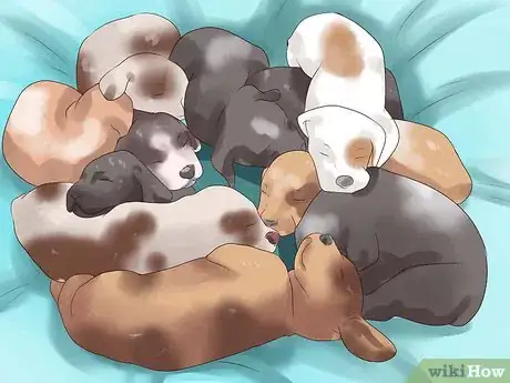 Imagen titulada Pick a Puppy from a Litter Step 3