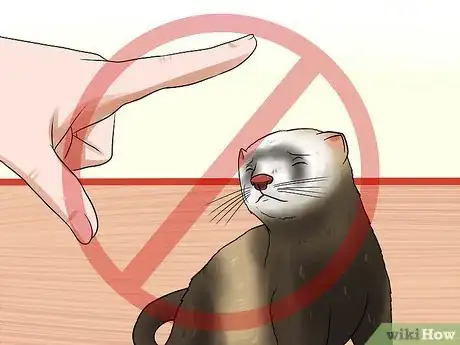 Imagen titulada Train a Ferret Not to Bite Step 4