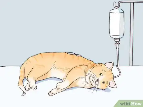 Imagen titulada Deal with a Paralyzed Cat Step 16