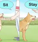 cuidar perros