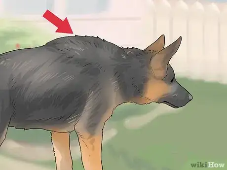 Imagen titulada Tell if a Dog Is Going to Attack Step 8