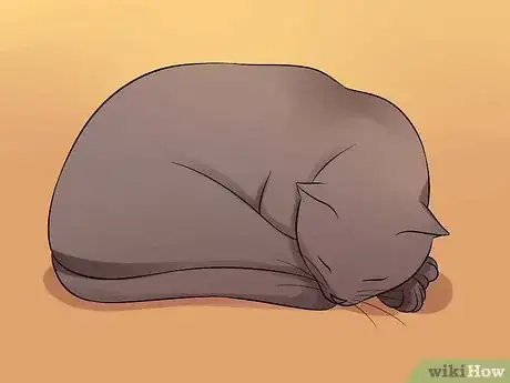 Imagen titulada Help Your Depressed Cat Step 1