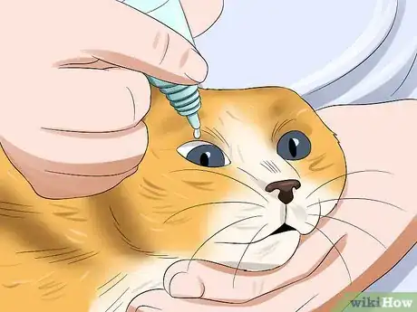 Imagen titulada Treat Conjunctivitis in Cats Step 4