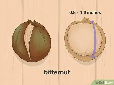 Imagen titulada Identify Hickory Nuts Step 9
