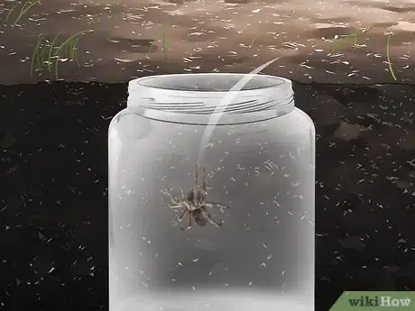 Imagen titulada Set Spider Traps Step 8