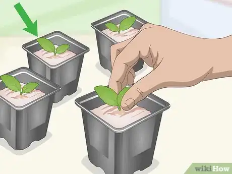 Imagen titulada Propagate African Violets Step 11