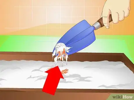 Imagen titulada Know when Your Hermit Crab Is Dead Step 9