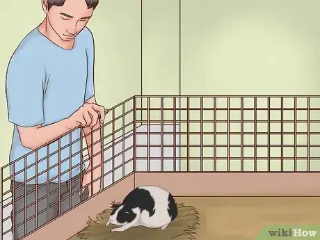 Imagen titulada Care for a Pregnant Guinea Pig Step 28