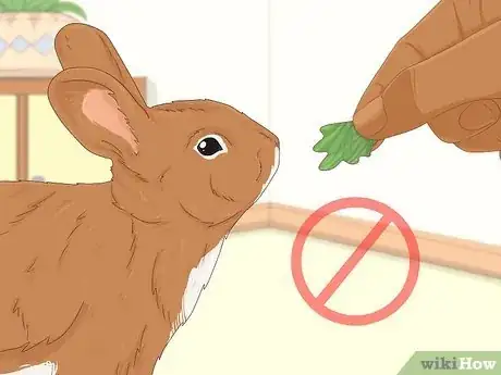 Imagen titulada Treat Diarrhea in Rabbits Step 10