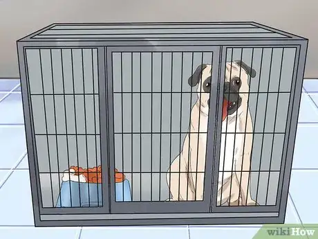Imagen titulada Train Pugs Step 2