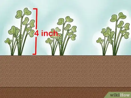 Imagen titulada Plant Cabbage Step 5