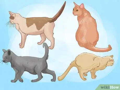 Imagen titulada Apologize to a Cat Step 17