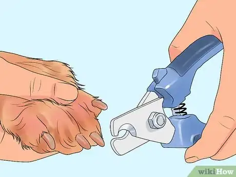 Imagen titulada File a Dog's Nails Step 13