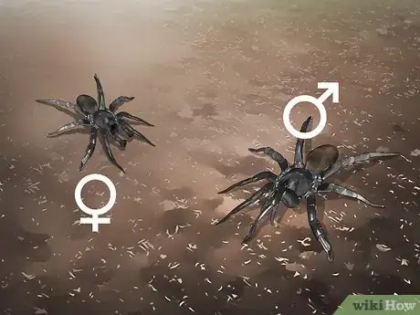 Imagen titulada Identify a Trapdoor Spider Step 4