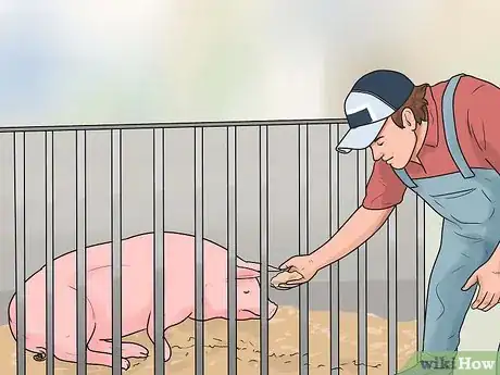 Imagen titulada Care for a Pig With Pneumonia Step 4